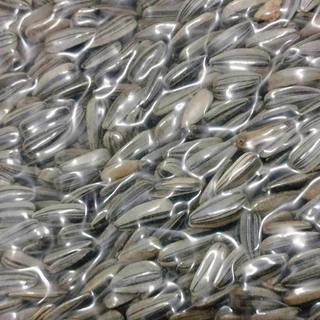 เมล็ดทานตะวันฮังการี เม็ดเล็ก เปลือกบาง กินง่าย สำหรับนกและสัตว์ฟันแทะ 1000 g.