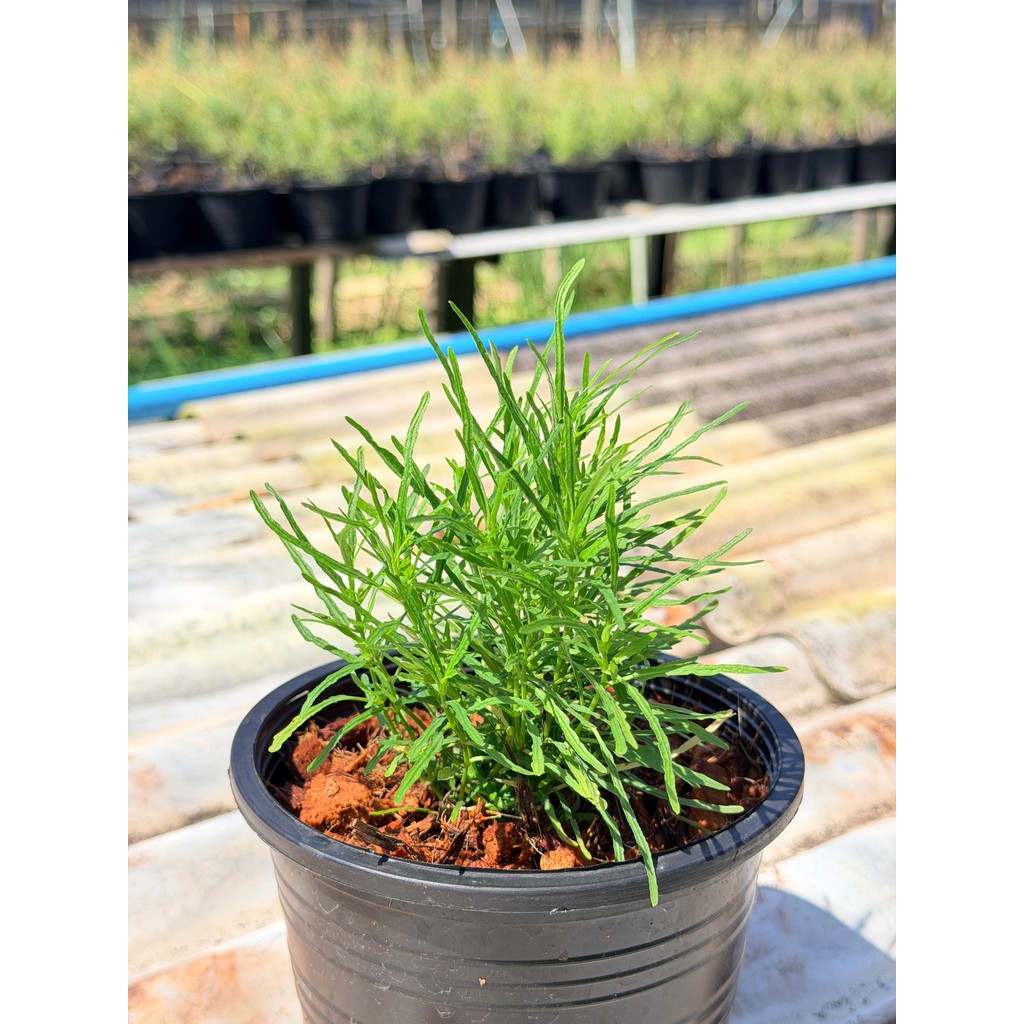 มุมมอง 3