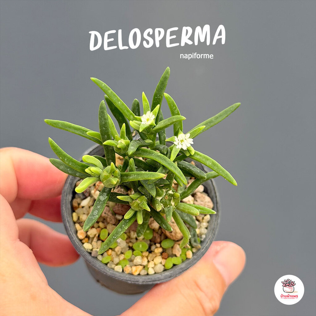 Delosperma napiforme #ปักชำ ไม้อวบน้ำ กุหลาบหิน cactus&succulentหลากหลายสายพันธุ์