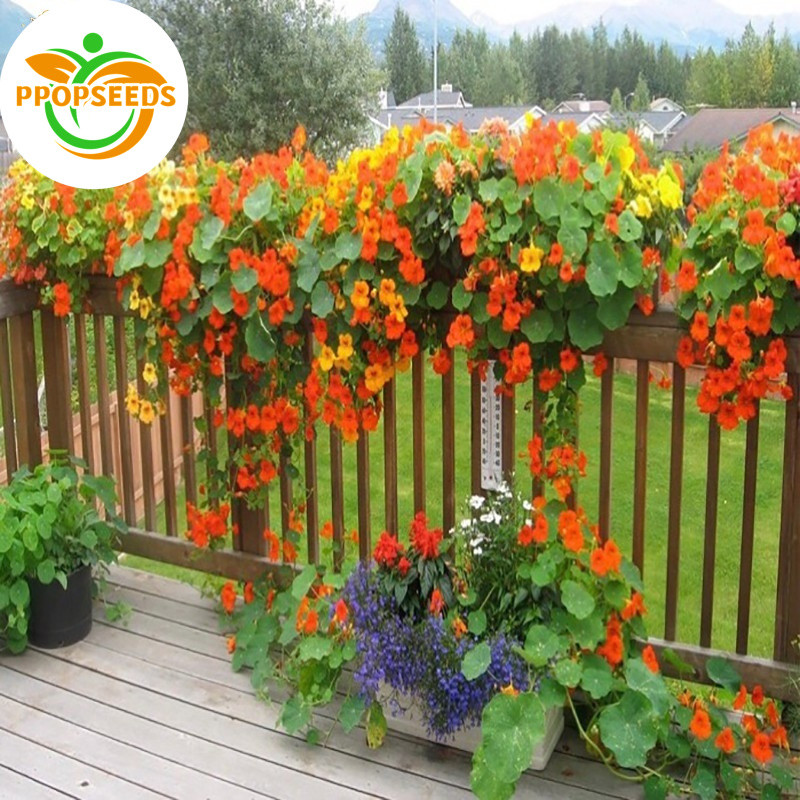 ปลูกง่าย ปลูกได้ทั่วไทย (10 เมล็ด/ซอง)  Edible Nasturtium Seeds for Planting เมล็ดพันธุ์ แนสเทอเทียม คละสี ไม-PPOP SEEDS