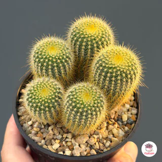 กระบองทอง #กอ Parodia Leninghausii แคคตัส กระบองเพชร cactus&succulent