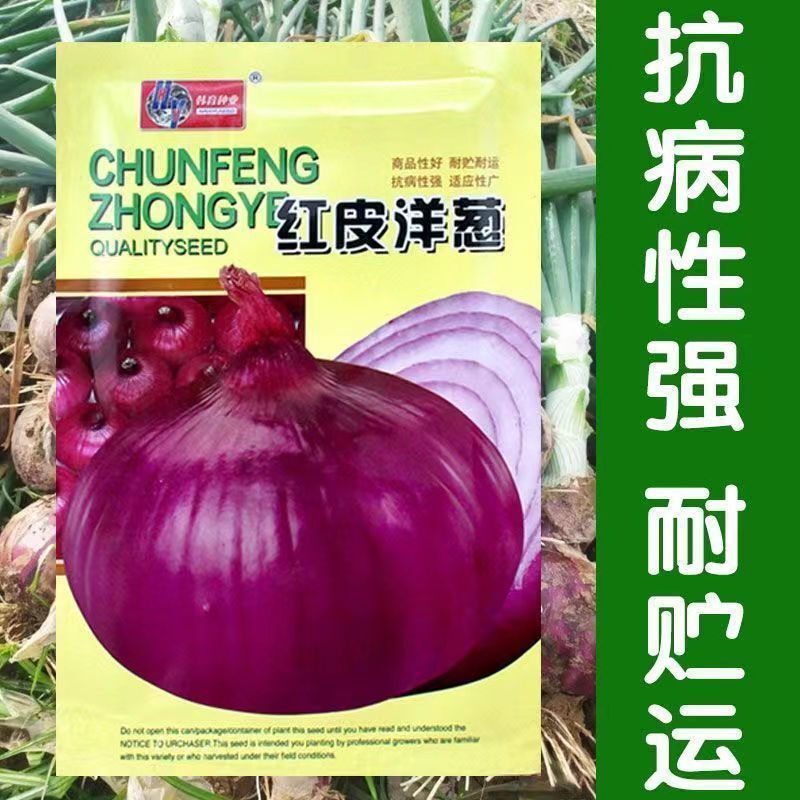 *现货*紫红皮洋葱种子洋葱种籽紫皮洋葱种葱种圆葱原装四季蔬菜种子大全Purple-skinned onion seeds, onion seeds, purple onion20260408