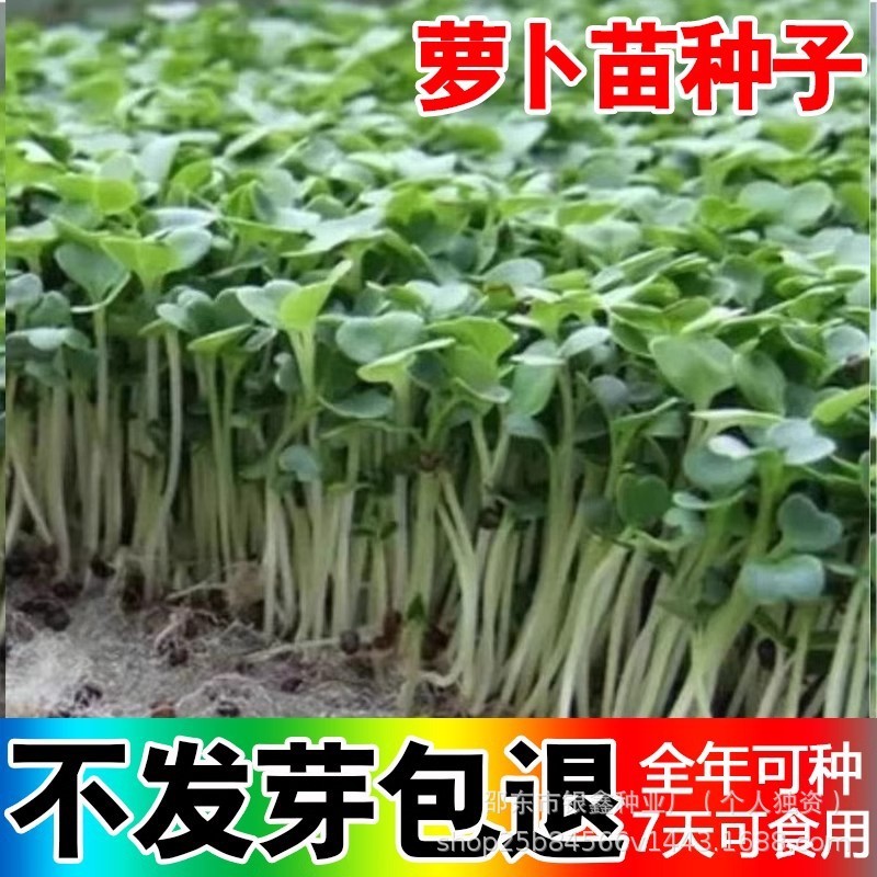 *现货*四季速生萝卜苗种子萝卜菜萝卜种子芽苗菜种原装四季蔬菜种子大全Four-season fast-growing radish sprout seeds, radish greens seeds,