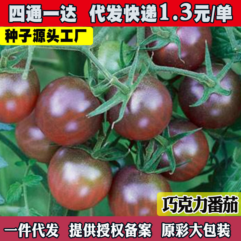 现货黑珍珠黑番茄种子 巧克力番茄种子 樱桃番茄圣女果种子菜种子苗子Black Pearl Black Tomato Seeds, Chocolate Tomato Seeds20260403
