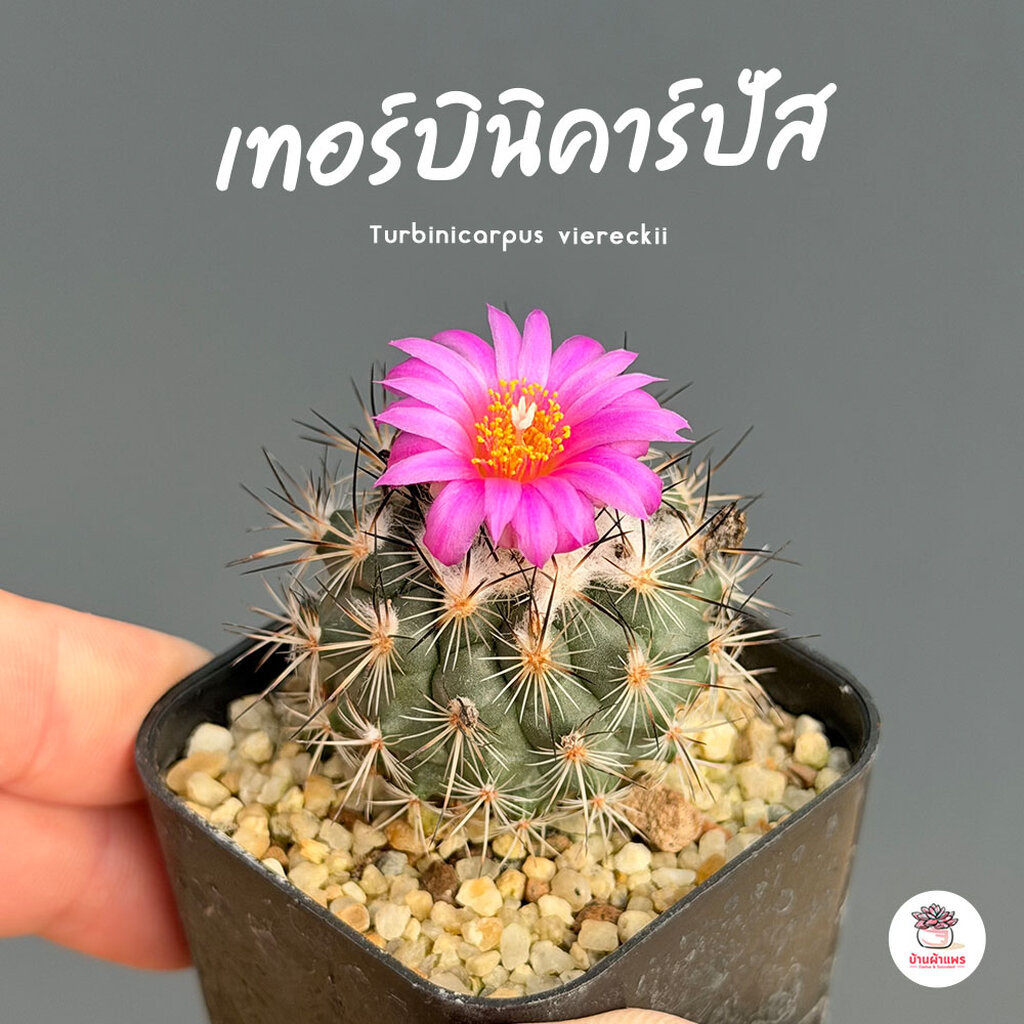 เทอร์บินิคาร์ปัส Turbinicarpus viereckii แคคตัส กระบองเพชร cactus&succulent