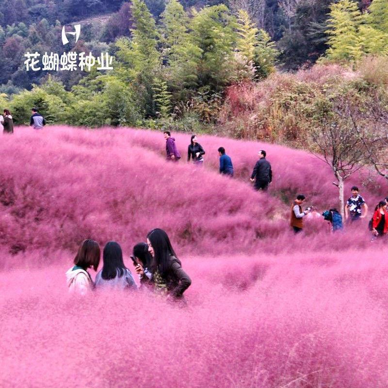 Ready Stock Instant Shipping Fendai Ranseed Grass Seed Grass Flower Seed Ranseed Grass Years Raw Flo