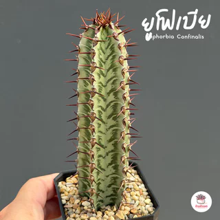 รวมยูโฟเบีย Mix Euphorbia แคคตัส กระบองเพชร ไม้อวบน้ำ cactus&succulent