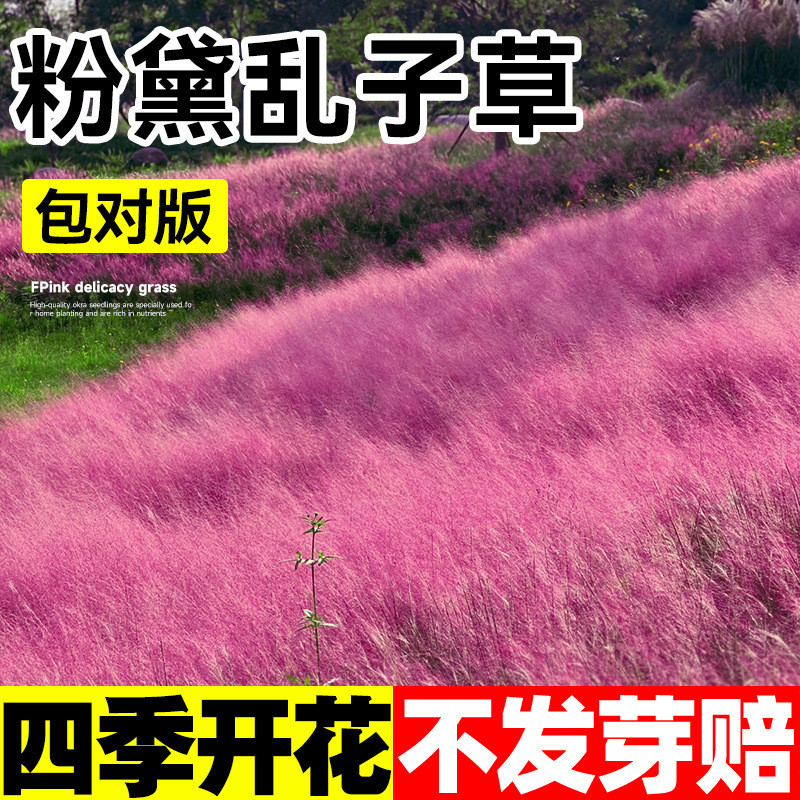 Fendai Ranzi Grass Seed Flower Seed Rank Seed Grass Seed Four Seasons Influencer Flower Courtyard Or