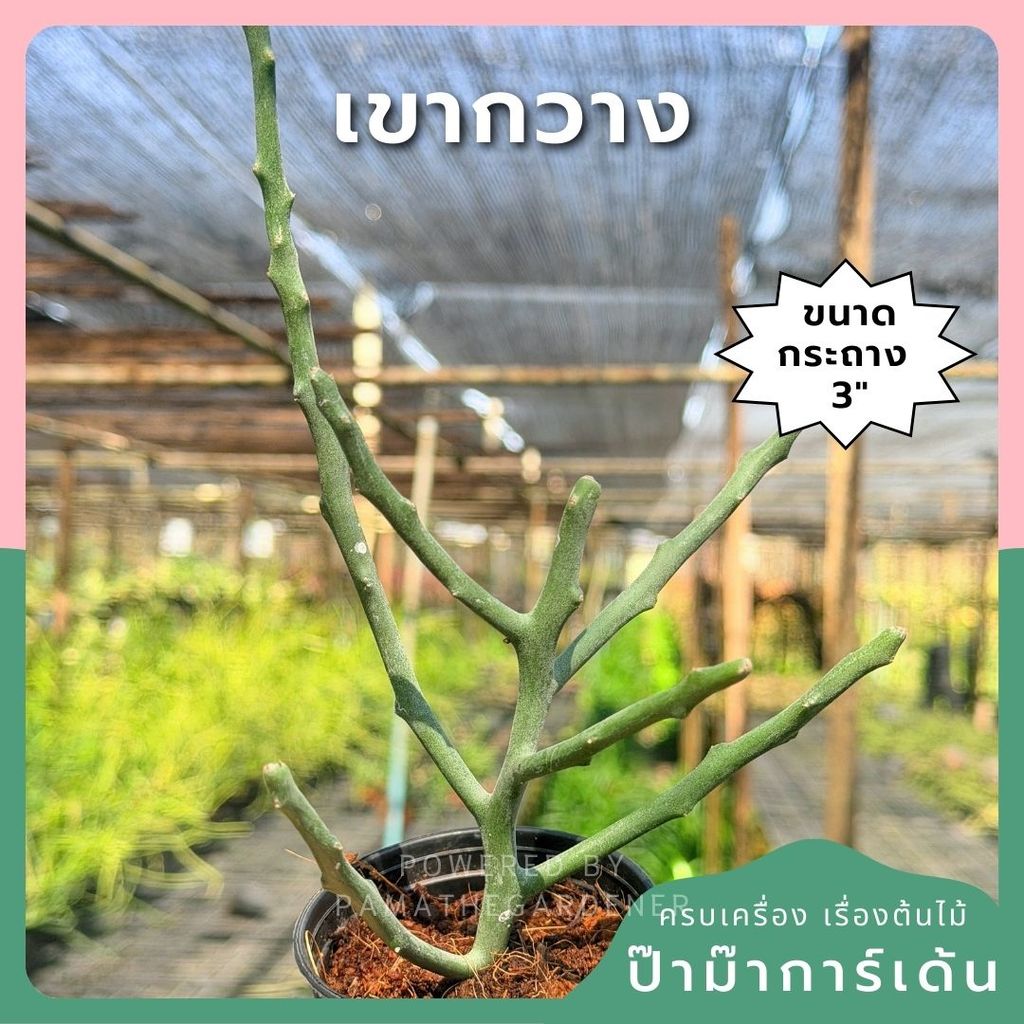 ต้นพญาไร้ใบเขากวาง Euphorbia stenoclada กระถาง 3 นิ้ว