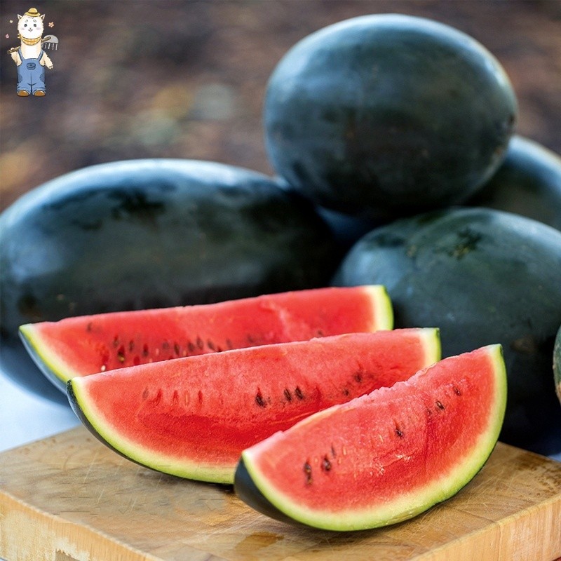 ปลูกง่าย เมล็ดพันธุ์ แตงโมดำ บรรจุ 10เมล็ด Giant Black Beauty Watermelon Seeds Fruit Seeds for Planting-PPOP SEEDS ราคา ถูกที่สุด ดีลบีเคเค แกลเลอรีภาพที่ 7
