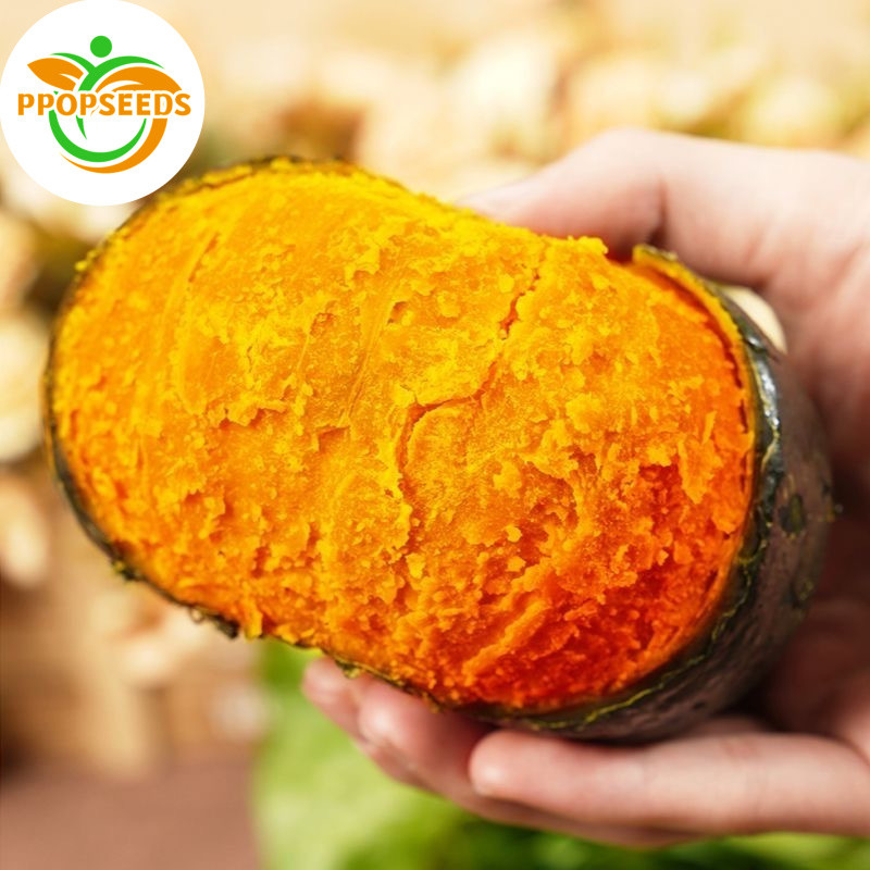 เมล็ดพันธุ์ ฟักทองญี่ปุ่น บรรจุ 5 เมล็ด Japanese Pumpkin Seeds Vegetable Plants เมล็ดฟักทอง เมล็ดพันธุ์ผัก เม-PPOP SEEDS