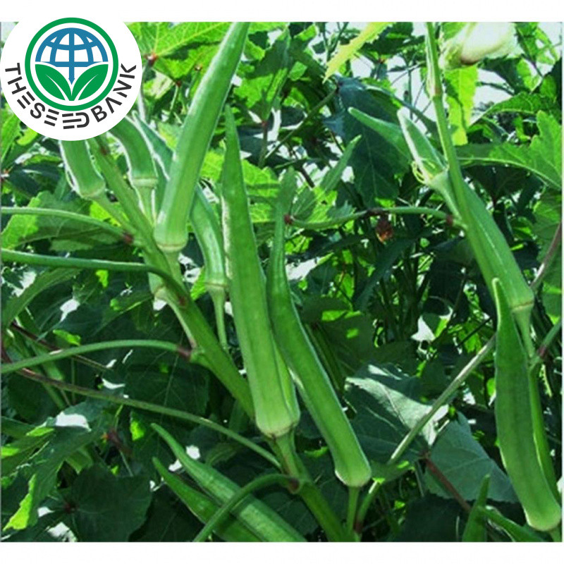 Okra Seeds 20เมล็ด/แพ็ค  เมล็ดกระเจี๊ยบเขียว ของแท้ 100% ปลูกง่าย อัตรางอกสูง Okra Plant Vegetable S