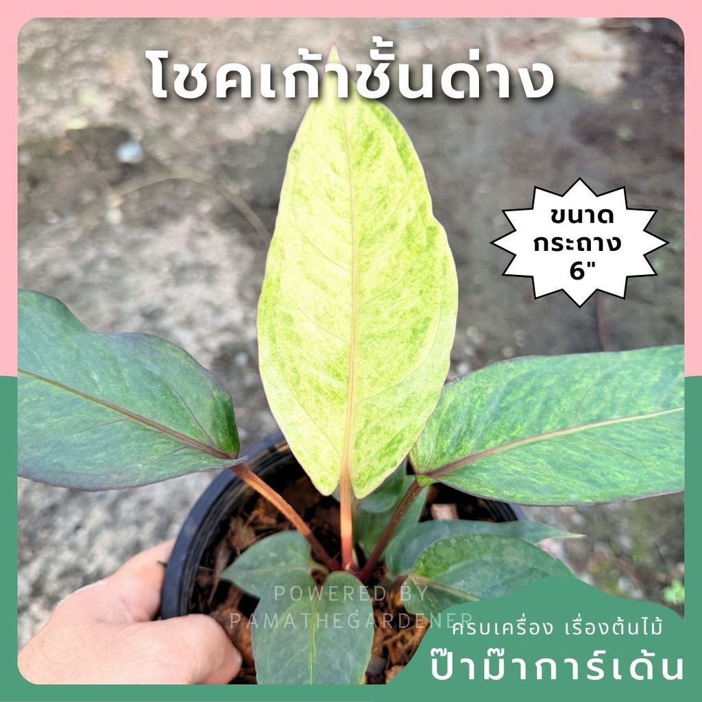 โชคเก้าชั้นด่างชมพู กระถาง 6 นิ้ว – Pink Variegated Lucky Bamboo