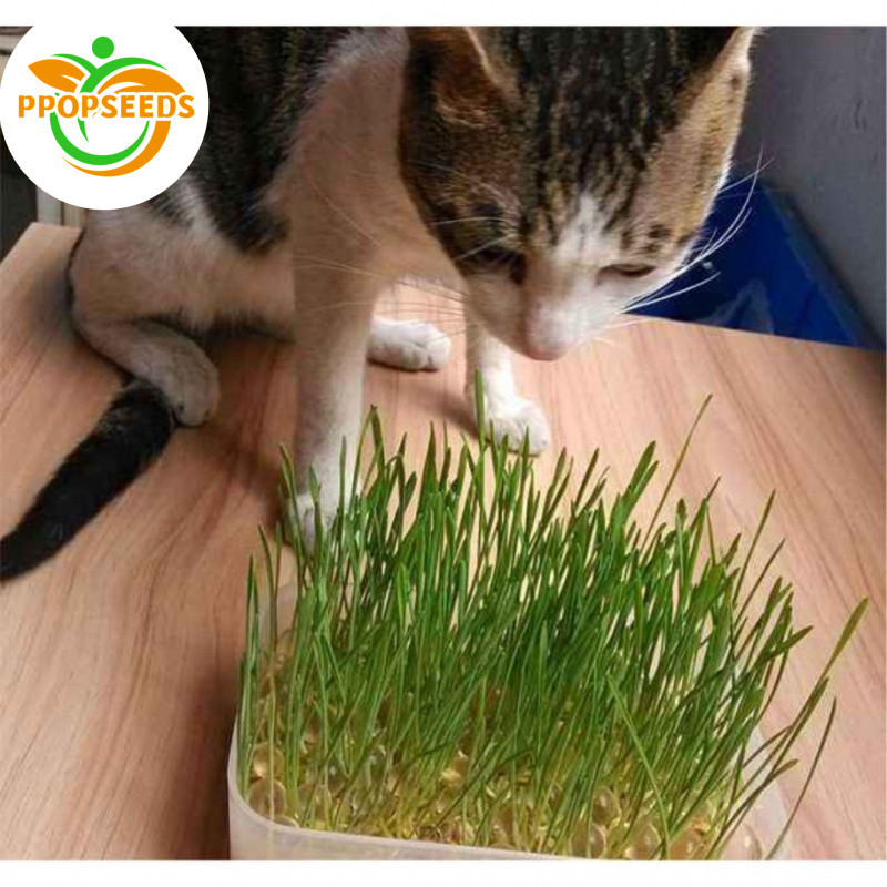Premium Cat Grass Seeds (50seeds) - Wheatgrass, Cat Grass, Dog Grass, Rabbit Grass & Hamster Grass-P