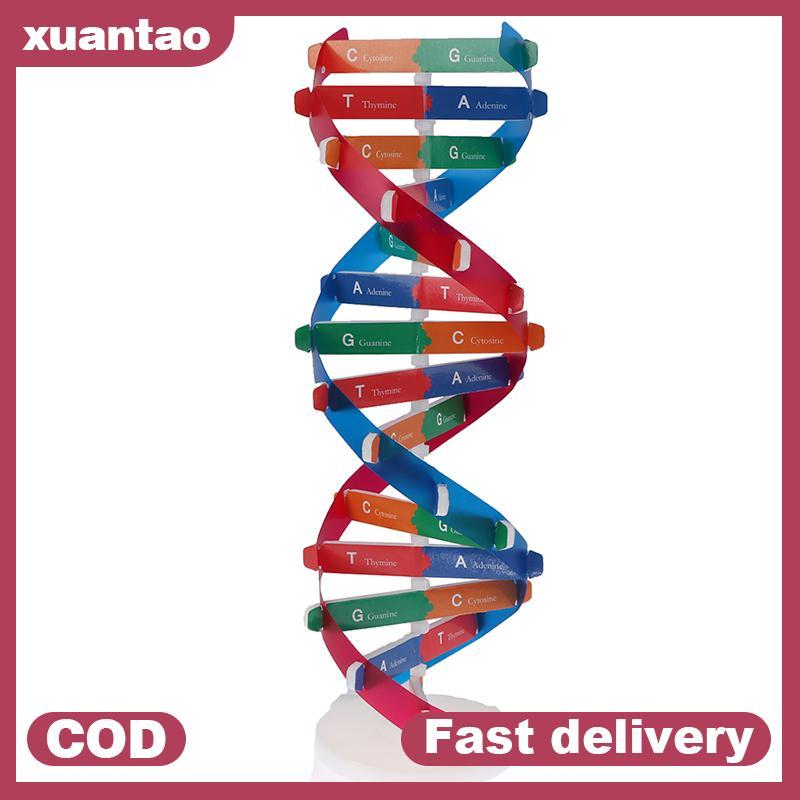 Xuantao Human Genes DNA รุ่น Double Helix ของเล่นวิทยาศาสตร์การสอนการเรียนรู้การศึกษาของเล่น VN