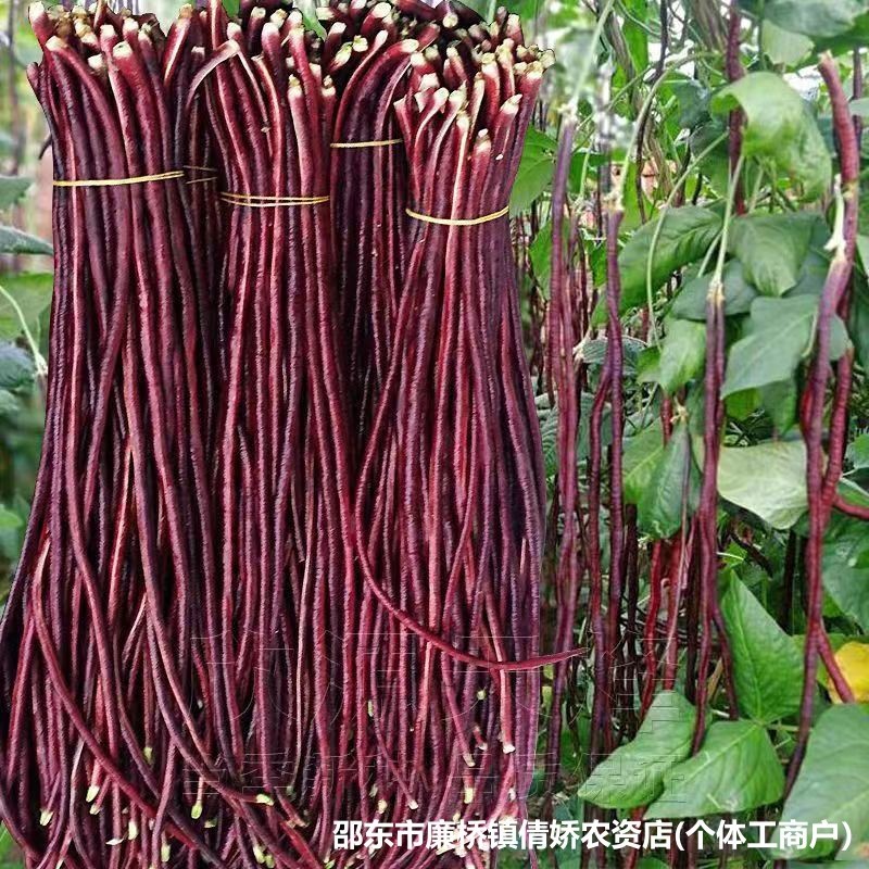 现货热卖春秋红豇豆种子紫红豆角种孑中早熟四季豇豆角种籽大全Spring and Autumn Red Kidney Bean Seeds, Purple Kidney Bean Pod Seeds, 