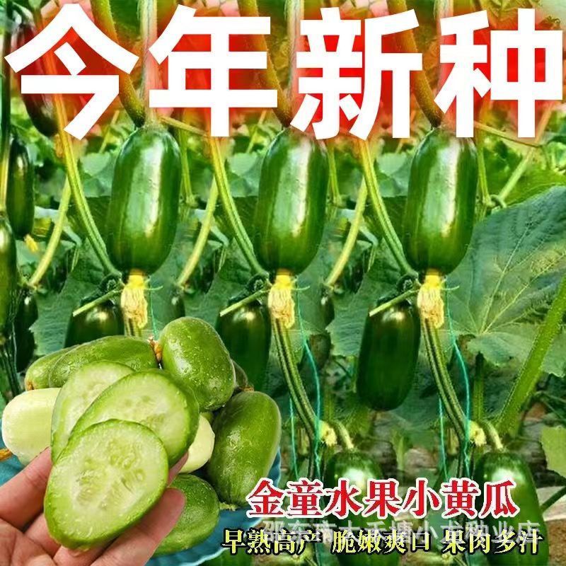 现货金童小黄瓜种子迷你水果黄瓜种籽庭院阳台盆栽四季蔬菜种子大全Golden Boy Cucumber Seeds Mini Fruit Cucumber Seeds20260404