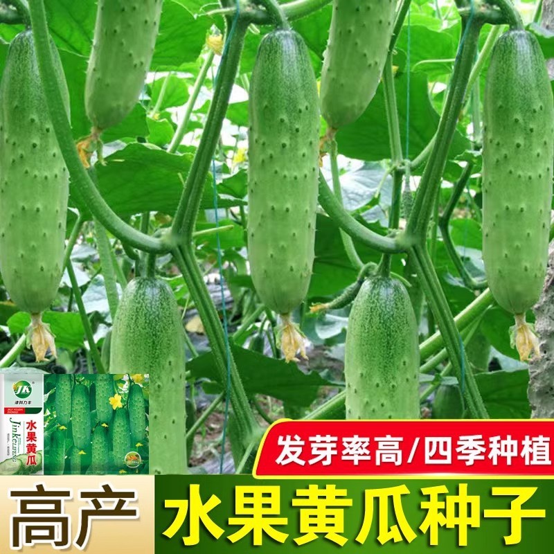 *现货*水果黄瓜种子青瓜摘不败小黄瓜种籽原装四季蔬菜水果种子大全批发Fruit cucumber seeds, green cucumber, non-wilting mini cucumber se