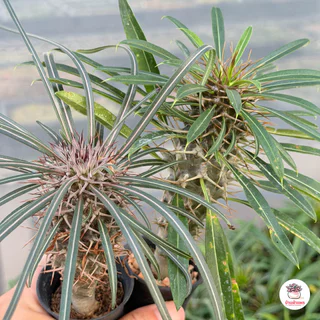 พาชีโพเดียม ลาเมอริไอ เกยี่ Pachypodium Lamerei Geayi ต้นปาล์มแห่งมาดากัสการ์ ไม้อวบน้ำ กุหลาบหิน Cactus&Succulent