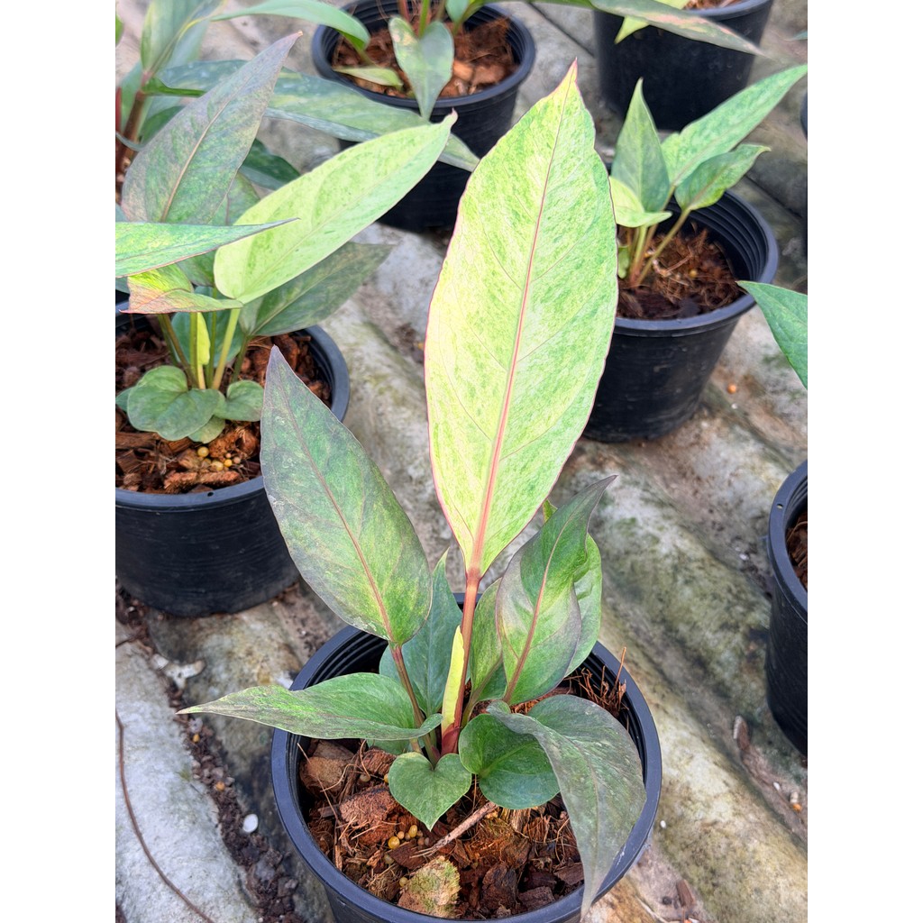 มุมมอง 3