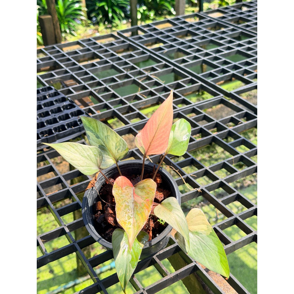 มุมมอง 6