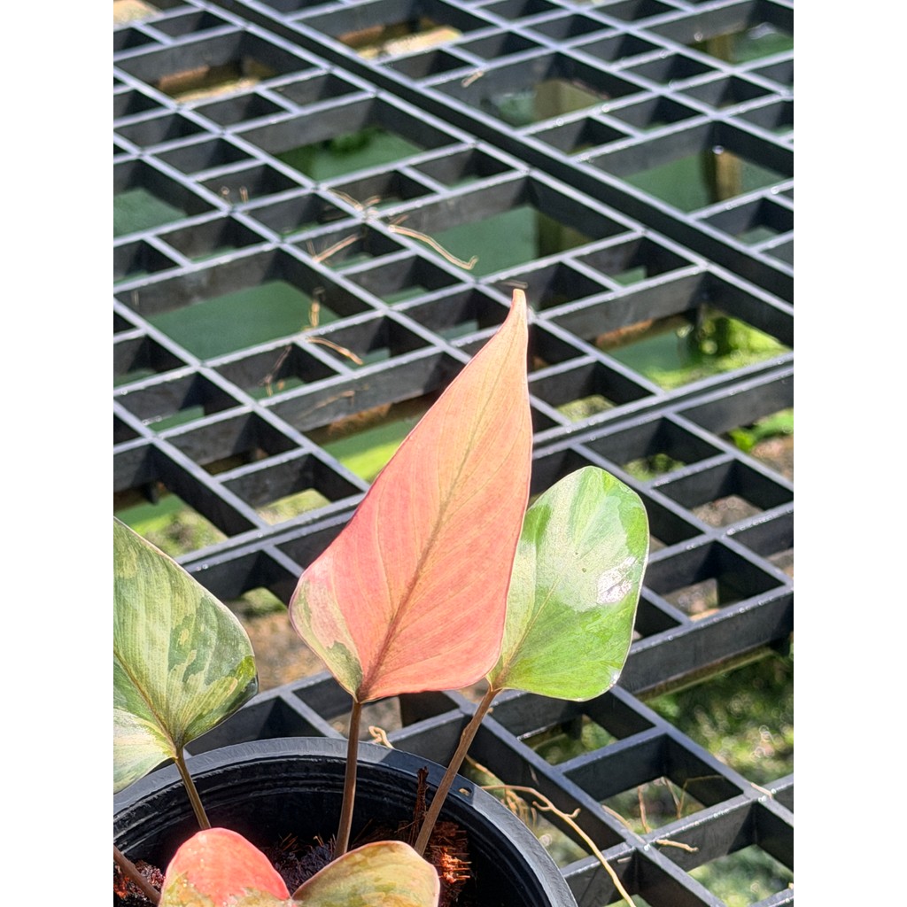 มุมมอง 7