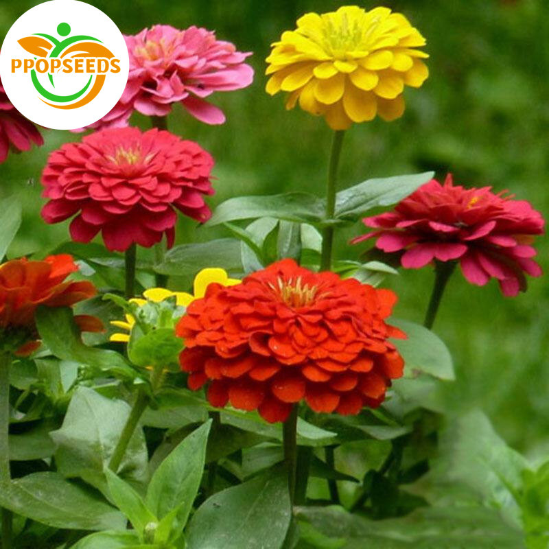 High Quality Zinnia Flower Seeds (Mixed Color/100 Seeds) Garden Flower Plant Seeds Potted Flowering 