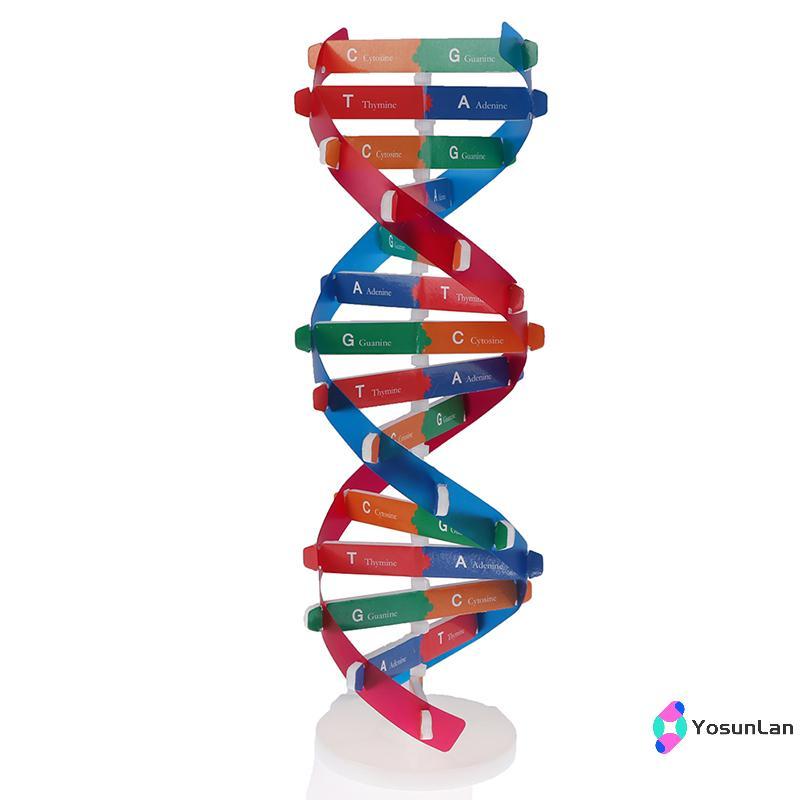 YosunLan] Human Genes DNA Models Double Helix ของเล่นวิทยาศาสตร์การสอนการเรียนรู้การศึกษาของเล่นใหม่