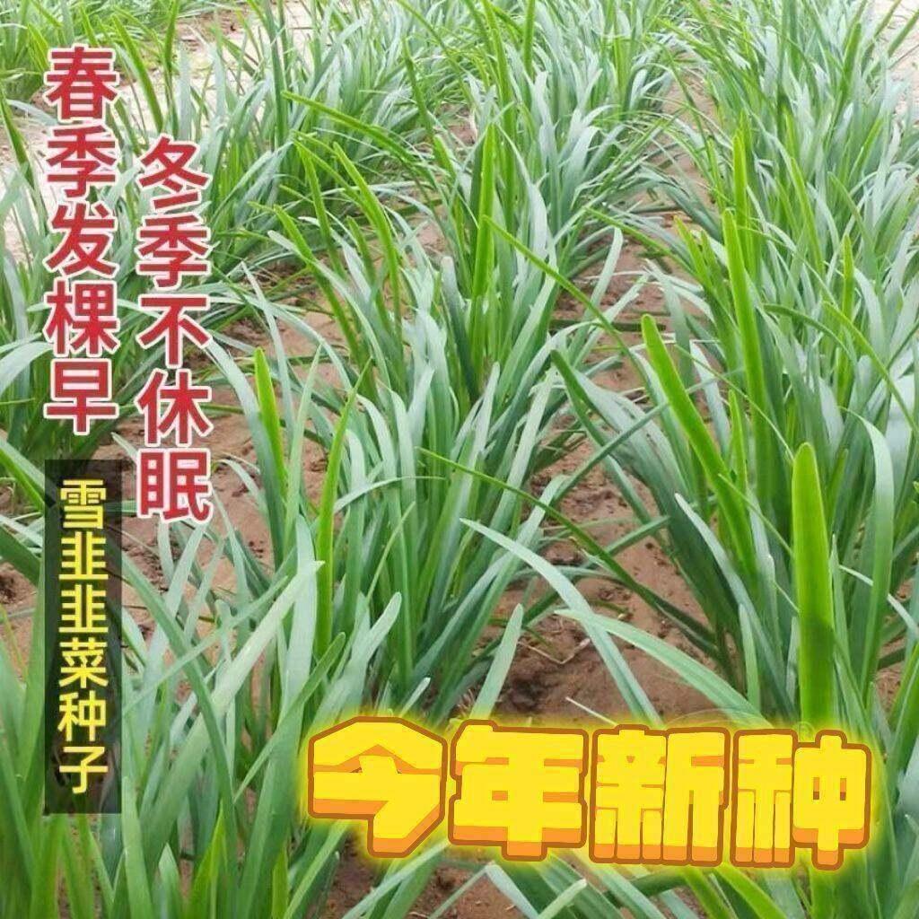 现货热卖宽叶紫根韭菜种子 四季高产韭菜籽庭院阳台盆栽耐寒大叶蔬菜种子broad-leaf purple root leek seeds four seasons high yield leek2026