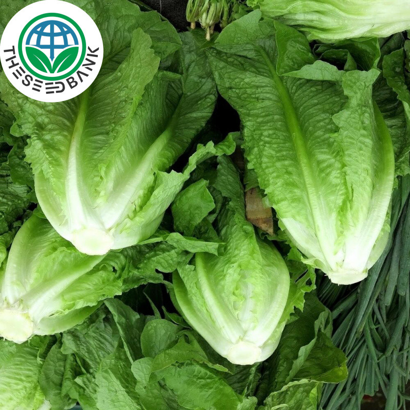 500เมล็ด/ซอง ผักกาดหอมสลัด High Germination Romaine Lettuce Seeds Seeds Rapid Leafy Lettuce Seeds - 