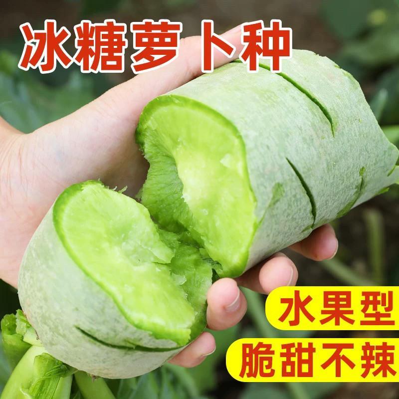 现货水果萝卜种子沙窝萝卜种籽凤梨冰糖心青萝卜四季种植蔬菜大全种孑Fruit radish seeds, Shawowo radish seeds, pineapple ice.20260402