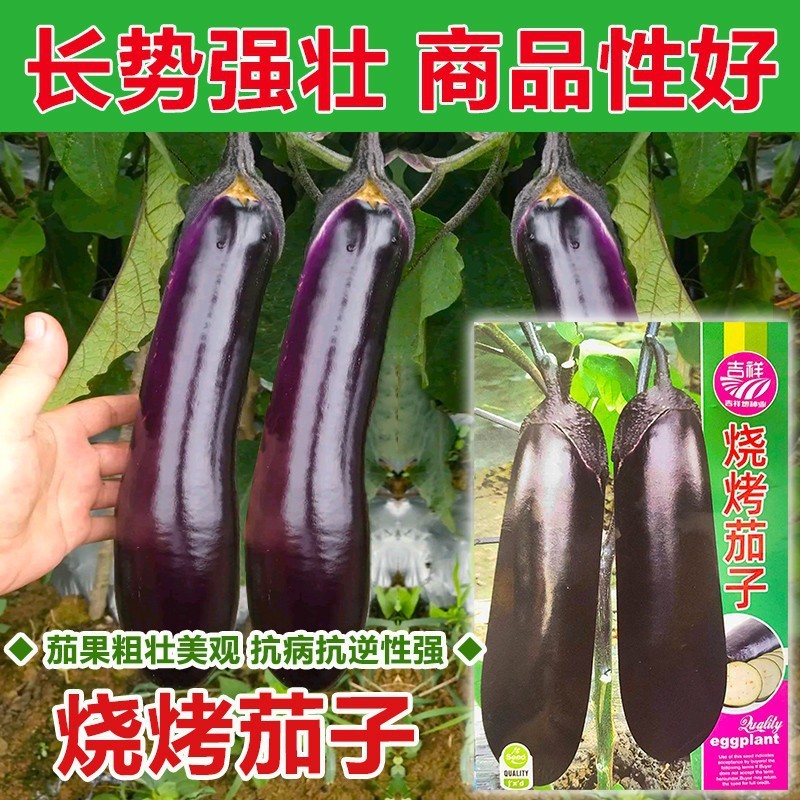 *现货*烧烤茄种子紫黑长茄种子面包茄种籽原装四季蔬菜种子大全批发代发Barbecue eggplant seeds, purple-black long eggplant seeds, breadfr