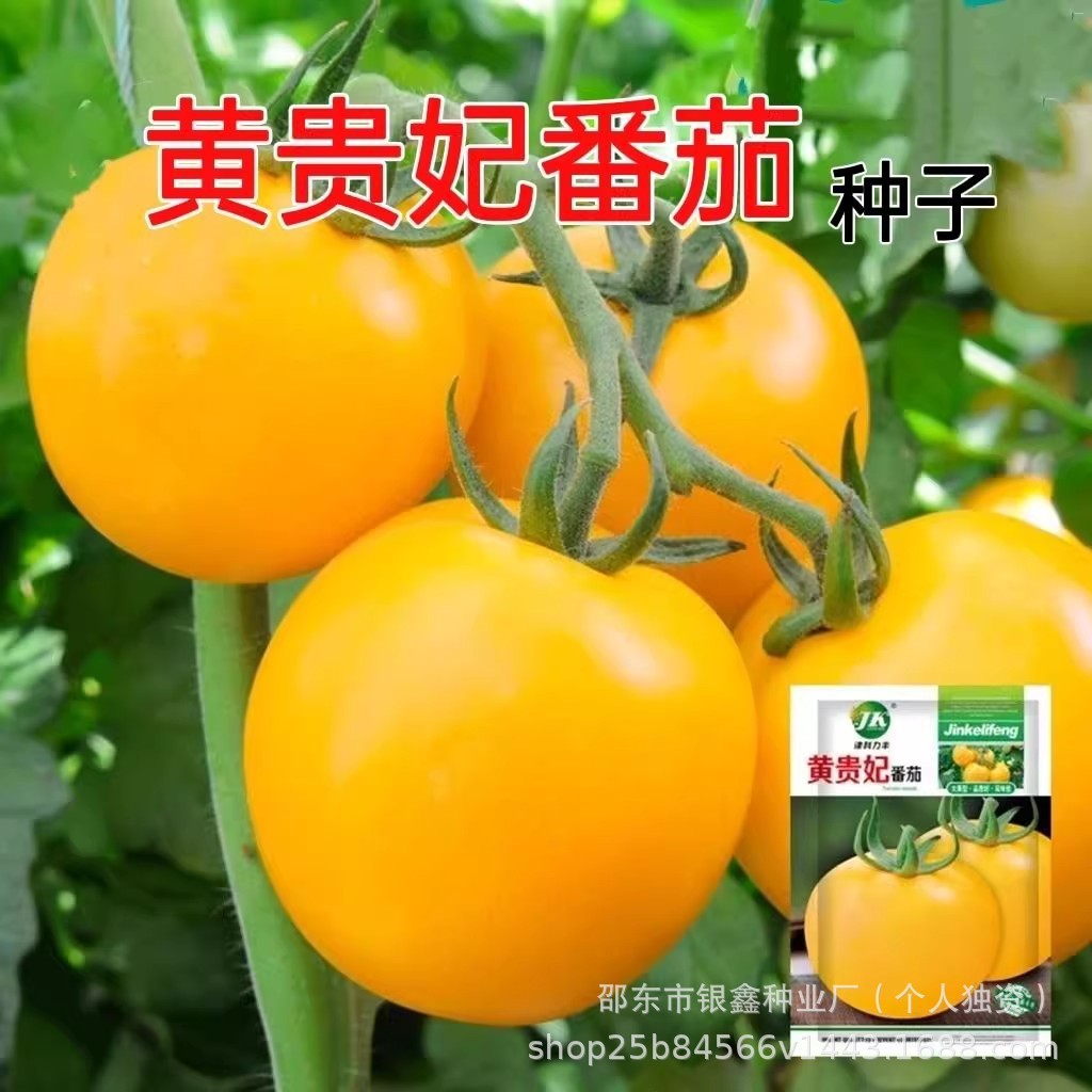 *现货*黄贵妃大番茄种子番茄种子西红柿种子黄柿子原装四季蔬菜种子大全Imperial Consort Huang Large Tomato Seeds Tomato Seeds Tomatoes202