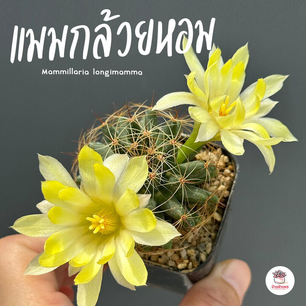 แมมกล้วยหอม Mammillaria longimamma แคคตัส กระบองเพชร cactus&succulent
