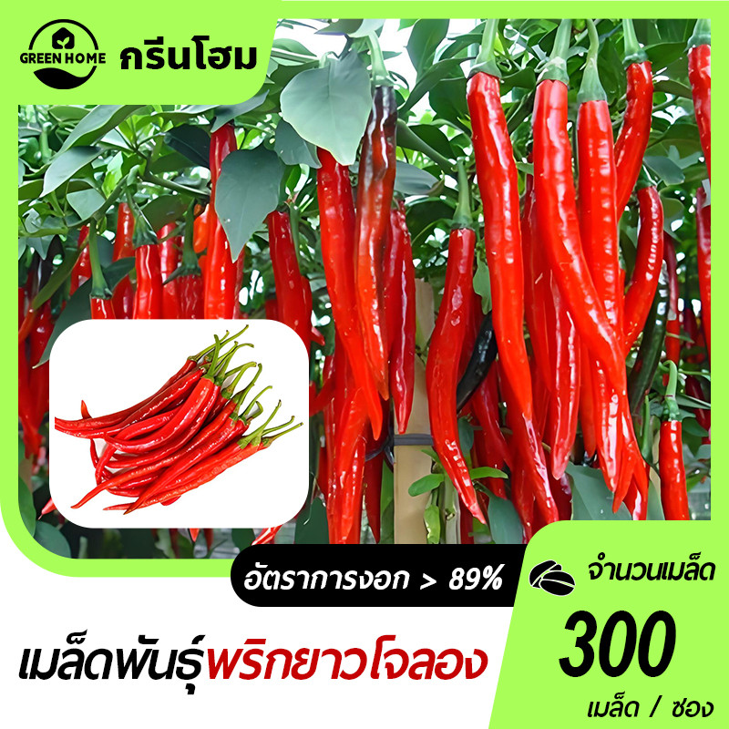 พริกยาว🎯 Joe’s Long 🍀เมล็ดพันธุ์พริก Joe’s Long 300 เมล็ด 🍀งอกง่าย👍ผลยาว12-15นิ้ว