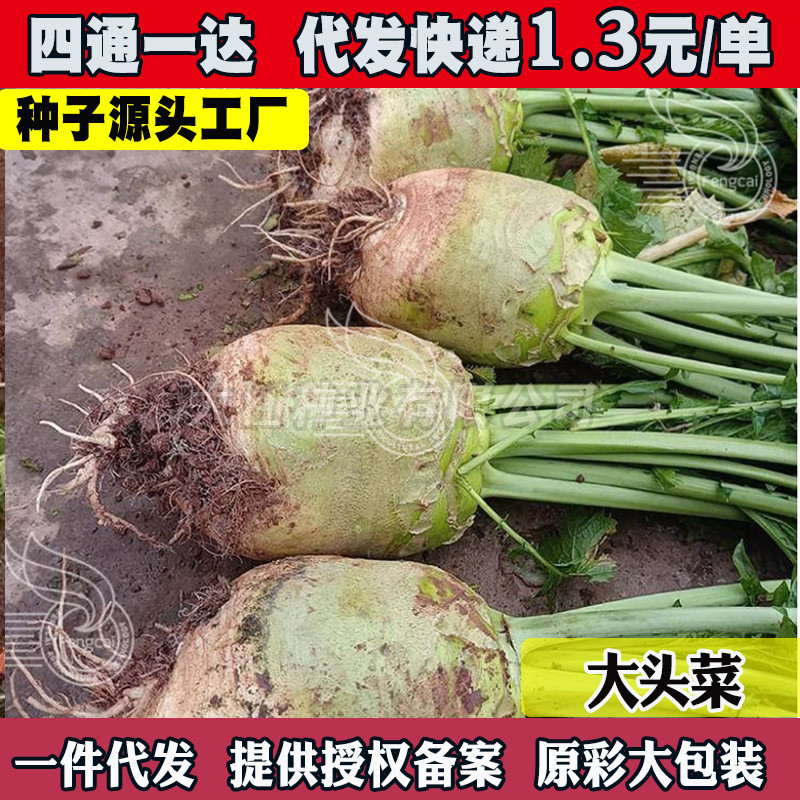 现货大头菜种子四川抱子芥菜种子榨菜疙瘩根腌制榨菜泡菜秋季蔬菜种籽Turnip seeds, Sichuan baby mustard seeds, pickled mustard tuber20260