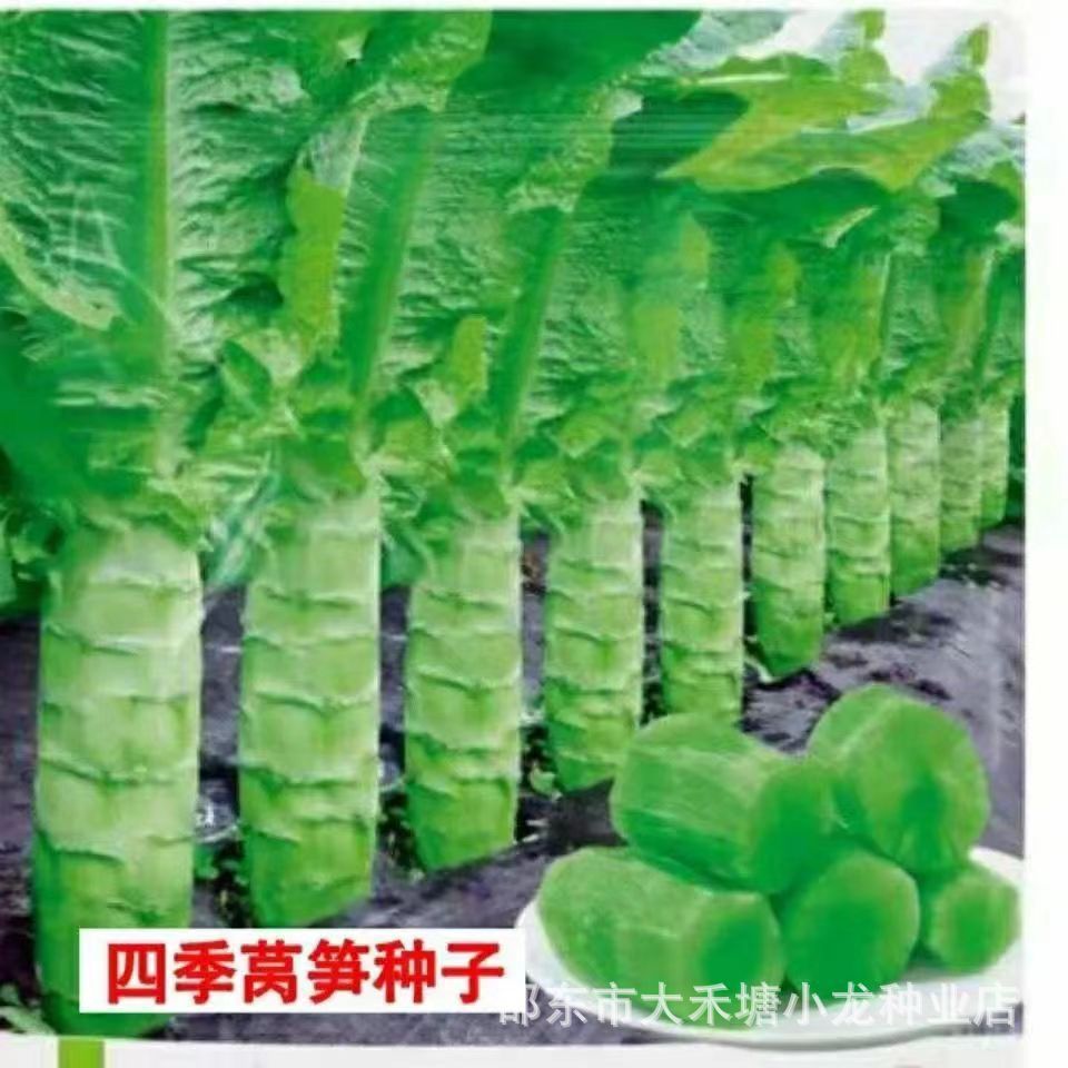 *现货*四季莴笋种子青皮绿肉香莴笋种子高产耐热耐寒春秋冬播蔬菜种籽Four-season lettuce seeds, green-skinned, green-fleshed fragrant le