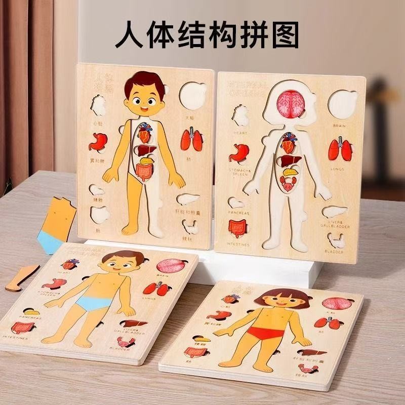 Human Animal Structure Multi-Layer Puzzle Montessori ช่วยสอน Early Education Organ ความรู้ความเข้าใจ