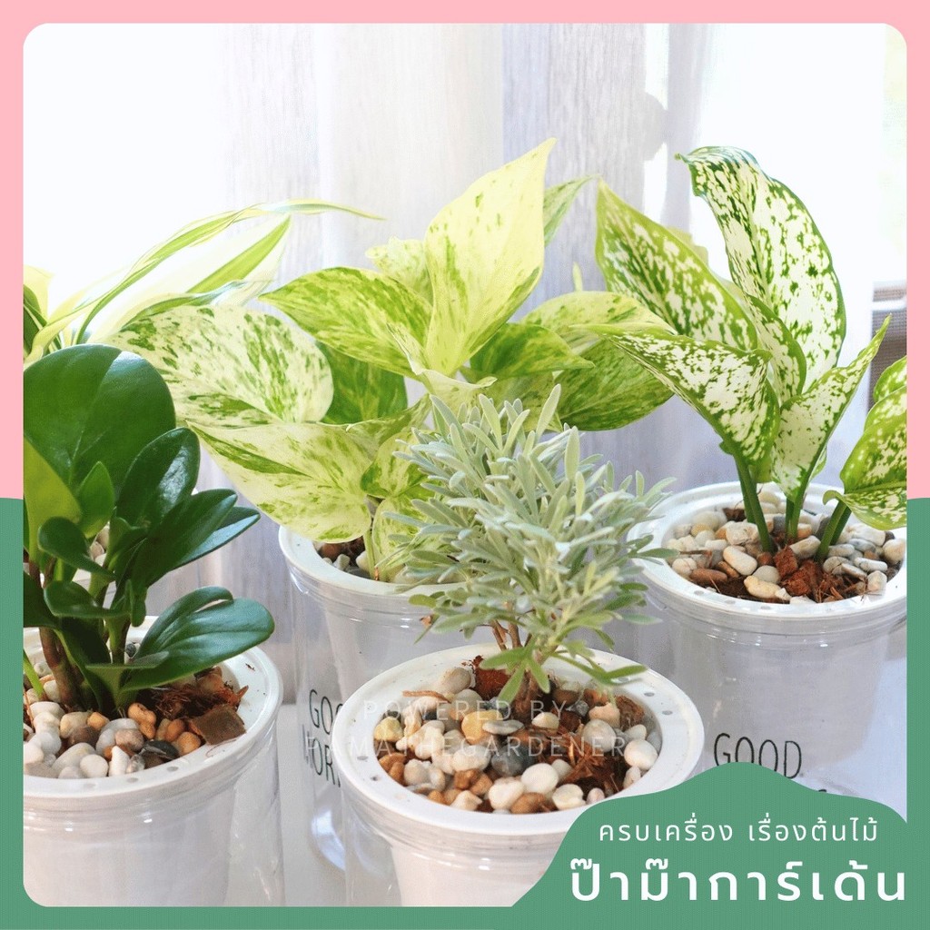 มุมมอง 3