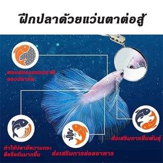 กระจกล่อปลา ไม้ล่อปลากัด กระจกล่อปลา ไม้ล่อปลากัด กระจกฝึกปลา กระจกฝึกปลา ยืดพับได้