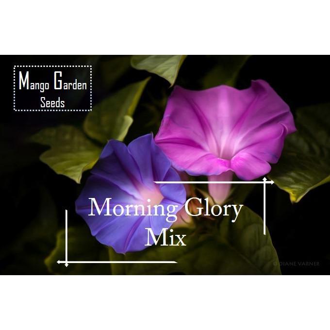 [จัดส่งในประเทศ]*ง่าย* เมล็ดผสมสี Morning Glory - 20 เมล็ด *เหมาะสำหรับกระถาง* ปลูกในกระถาง เมล็ดดอก