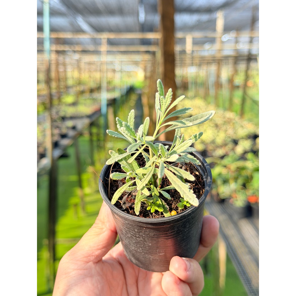 มุมมอง 4