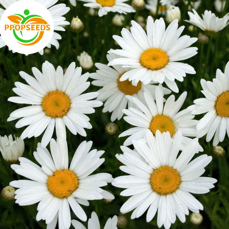 เมล็ดพันธุ์ เดซี่สีขาว  1000 เมล็ด คุณภาพดี ราคาถูก ของแท้ (Silver Princess Shasta Daisy Seed) ไม้ดอก-PPOP SEEDS