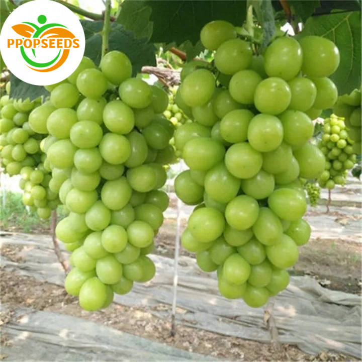 ปลูกได้ทั้งปี 30 เมล็ด เมล็ดพันธุ์ องุ่น Sweet Bonsai Grape Seeds Edible Dwarf Grape Plants Seeds การเก็บเกี่-PPOP SEEDS
