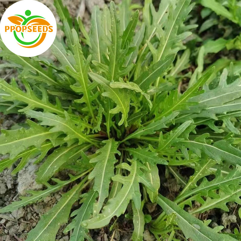 เมล็ดพันธุ์ ผักสลัด ร็อกเก็ตอิตาลี 400 เมล็ด I Arugula Seeds เมล็ดพันธุ์แท้ นำเข้าจากต่างประเทศ ปลูก