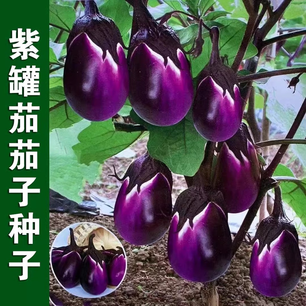 现货热卖紫罐茄种子牛心紫黑罐茄本地茄子种子春季四季播蔬菜种子大全Purple Jar Eggplant Seeds, Bull’s Heart Purple Black Jar Eggplant, L