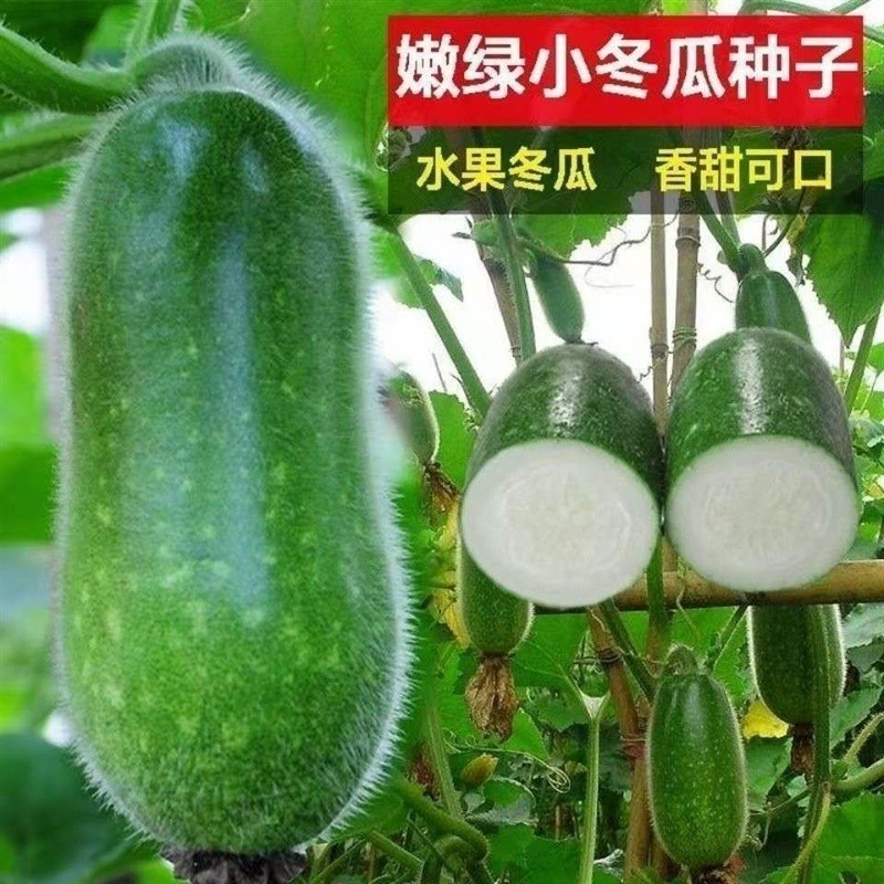 Tender Green Little Winter Melon Early Green Little Winter Melon Seed Small Seed Small Section Melon