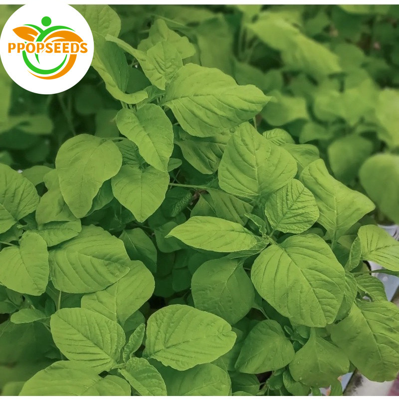 เมล็ดผักโขมเขียว100 เมล็ด เมล็ดผักโขมเขียว200 เมล็ด-PPOP SEEDS
