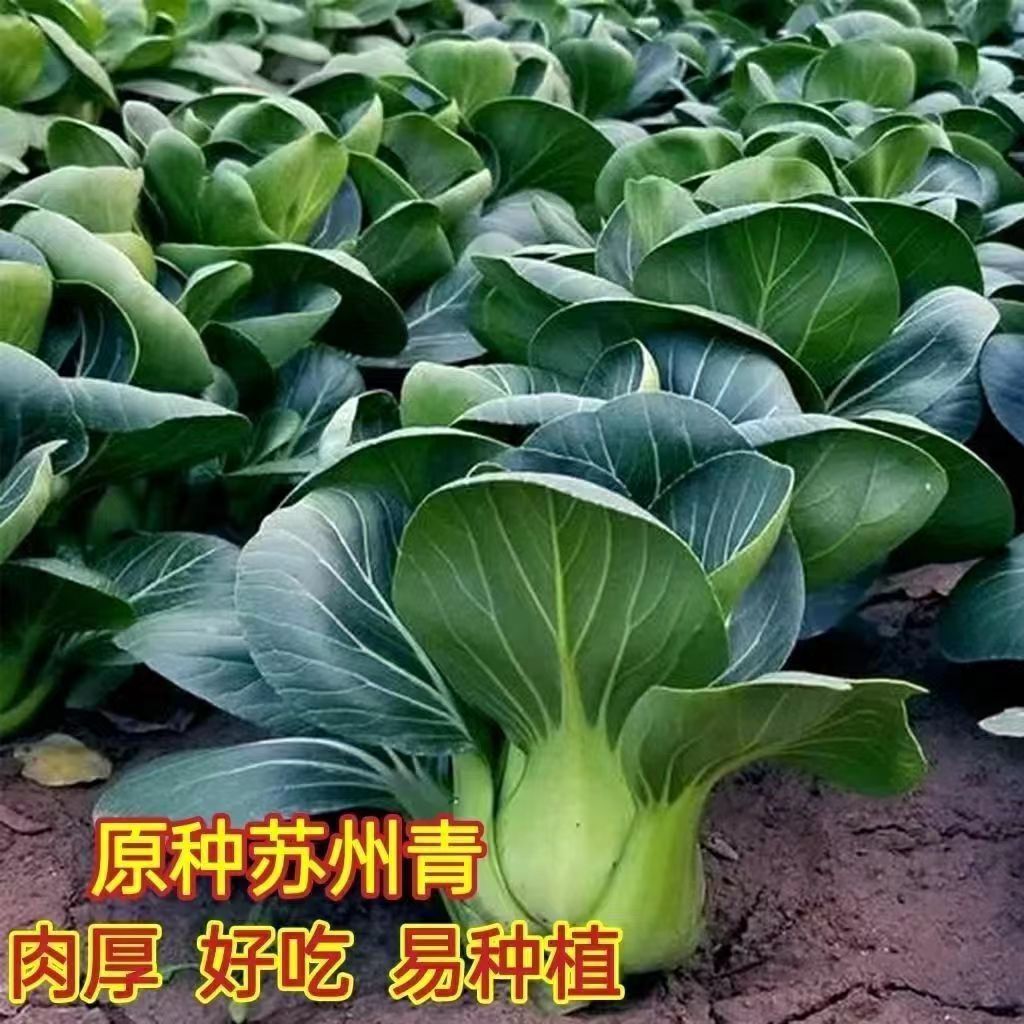 现货热卖苏州青小油菜种子上海青蔬菜籽四季冬季种植青菜种子盆栽大田Suzhou Qing Xiaoyou cabbage seeds, Shanghai Qing vegetable seeds, fo