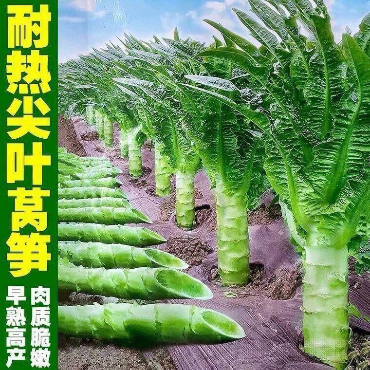 *现货*四季莴笋种子青皮绿肉香莴笋种子高产耐热耐寒春秋冬播蔬菜种籽新Four-season lettuce seeds, green-skinned, green-fleshed fragrant l